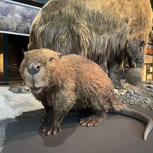 Reconstructed Giant Beaver