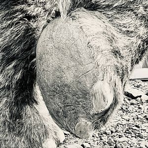 Detail of Mammoth’s foot