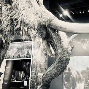 Detail if Mammoth’s truck, mouth, and tusks