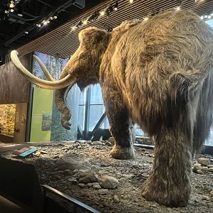 Wooly Mammoth