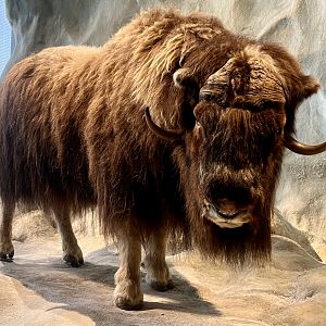 Muskox