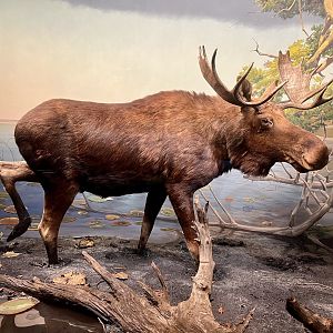 Moose Diorama
