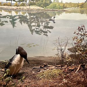 Common Loon Diorama