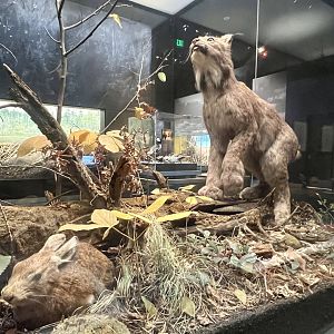 Canada Lynx and Snowshoe Hare
