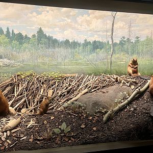 American Beaver Diorama