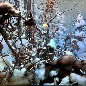 American Martin, Fisher, and American Red Squirrel Diorama