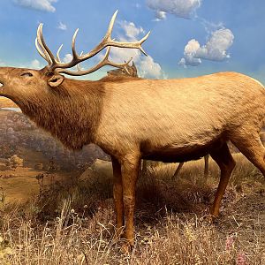 Elk Diorama