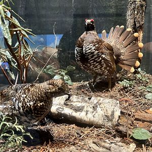 Spruce Grouse Display
