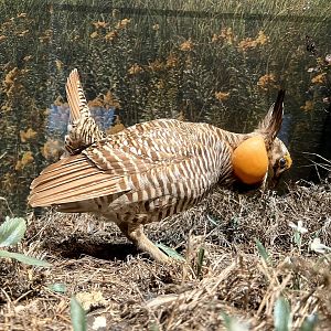 Prairie Chicken Display