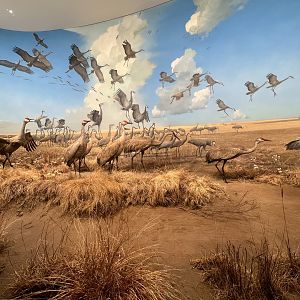 Sandhill Crane Display