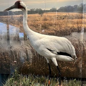 Whooping Crane Display