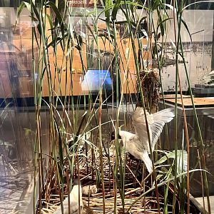 Franklin’s Gull Display