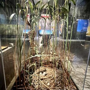 Franklin’s Gull Diorama