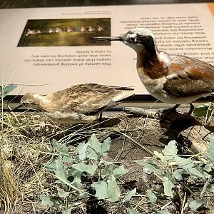 Wilson’s Phalarope Display