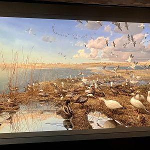 Snow Goose Diorama
