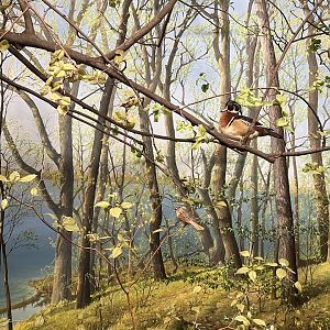 Forest Birds Diorama