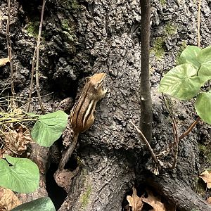 Eastern Chipmunk