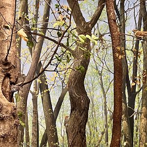 Forest Birds Diorama