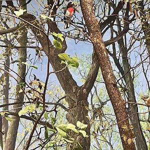 Forest Birds Diorama