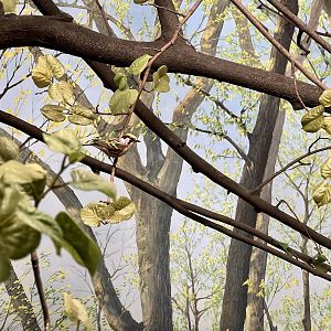 Forest Birds Diorama
