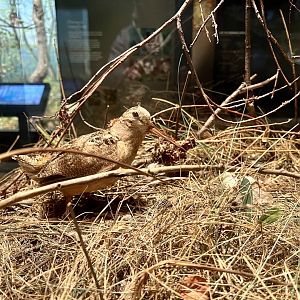 Woodcock Display