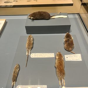Small Mammal Specimens