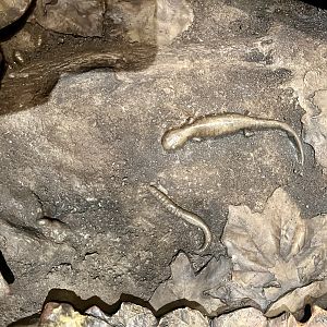 Forest Floor Leaf Litter Display