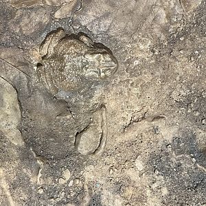 Forest Floor Leaf Litter Display