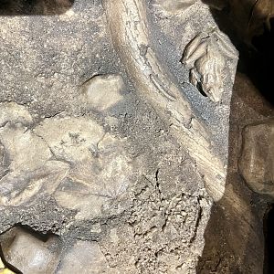 Forest Floor Leaf Litter Display