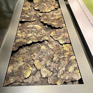 Forest Floor Leaf Litter Display