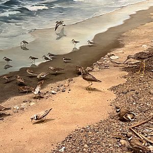 Lakeshore Bird Diorama