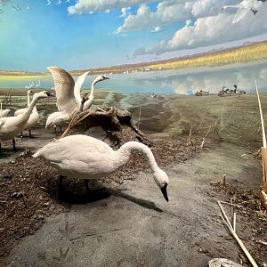Tundra Swan Diorama