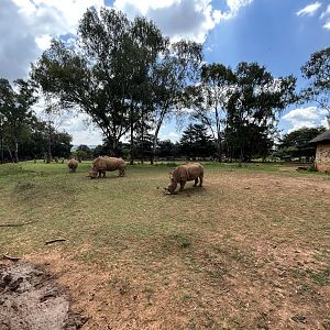 Southern White Rhino and Southern Mountain Reedbuck Enclosure (Ceratotherium simum simum and Redunca fulvorufula fulvorufula)