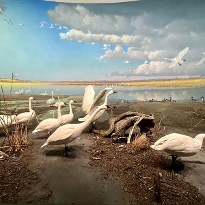 Tundra Swan Diorama