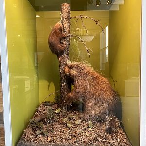 North American Porcupine Display
