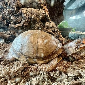 Eastern Box Turtle