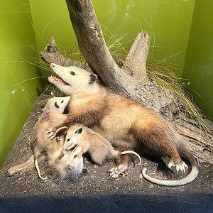 Virginia Opossum Display