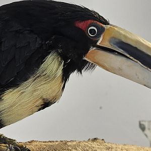 Pale billed aracari