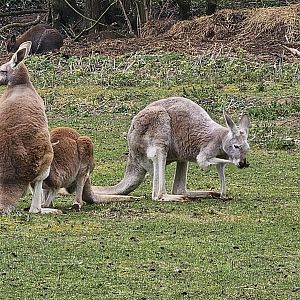 Red Kangaroos