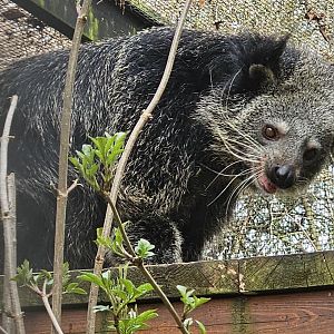 Binturong