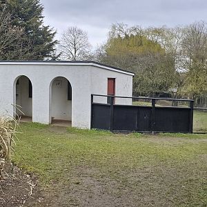 Tapir house with indoor windows,  lowland tapir