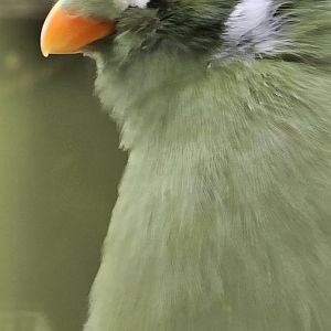 White cheeked turaco