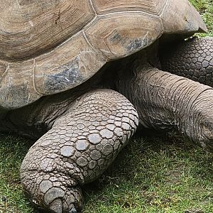 Aldabra giant tortoise
