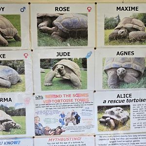 Aldabra giant tortoise herd names