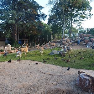 Argentine Cerrado exhibit, 2022-08-28