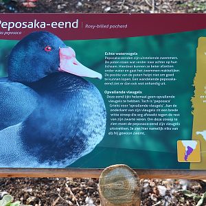 Rosy-billed pochard signage, 2022-08-28