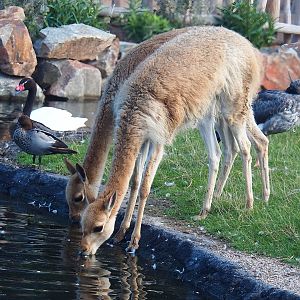 Drinking Vicuñas (Vicugna vicugna), 2022-08-28