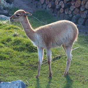 Vicuña (Vicugna vicugna), 2022-08-28