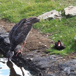 Southern screamer (Chauna torquata) and Rosy-billed pochard (Netta peposaca), 2022-08-28