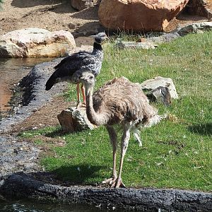 Southern screamer (Chauna torquata) and Darwin's rhea (Rhea pennata), 2022-08-28